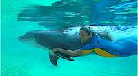 orlando, florida attraction tickets - discovery cove tickets