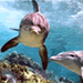 Swim with the Dolphins in Florida