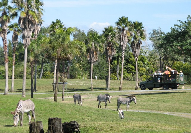 Serengeti Safari At Busch Gardens Tampa